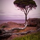 Naturaliste Tree